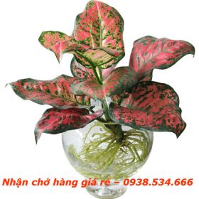 3 loại cây mang may mắn trong thiết kế nội thất văn phòng